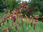 Pokeberries growing in a field