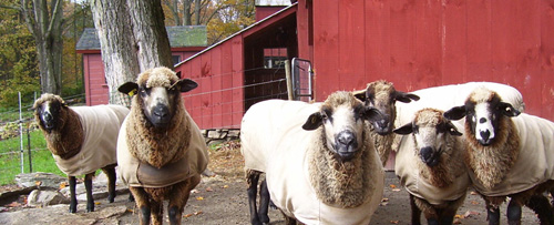 Long Ridge Farm sheep