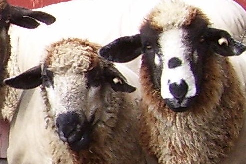 Long Ridge Farm sheep