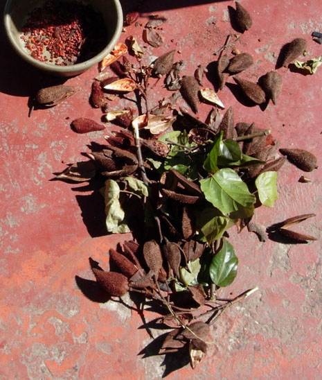 Achiote seeds, pods and leaves