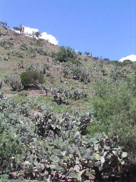 Landscape of highland Ayacucho, Peru