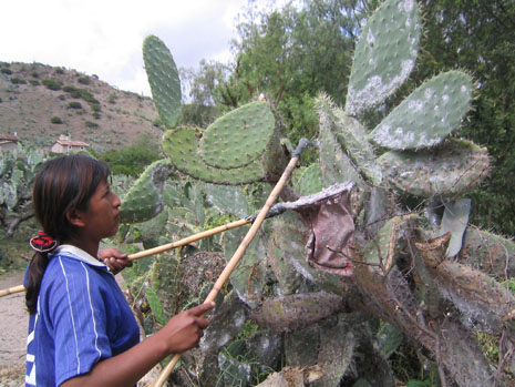 Susana Perez harvesting cochineal