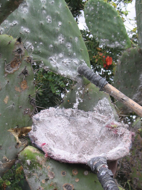 Harvesting cochineal