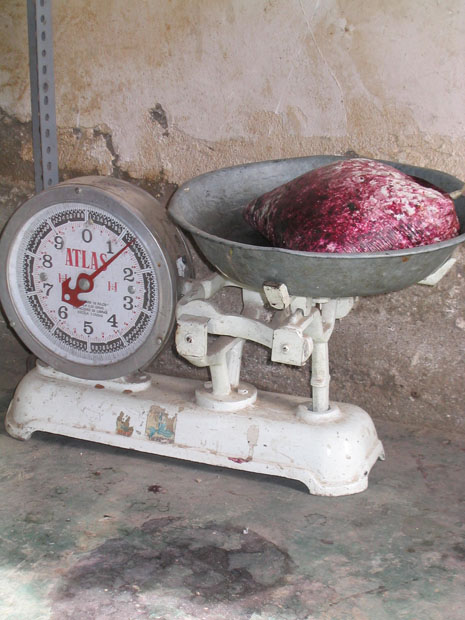 Weighing fresh cochineal