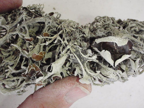 Pseudevernia, Antler Lichen