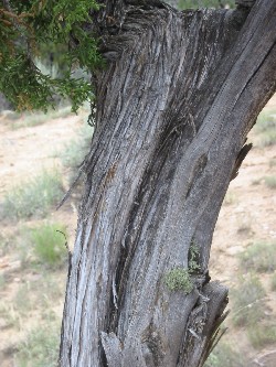 Usnea sp on a juniper tre