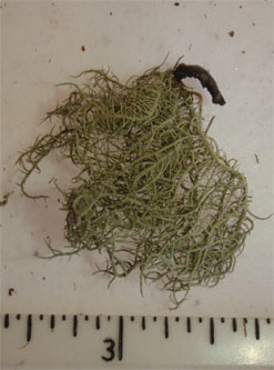 Usnea sp, beard lichen