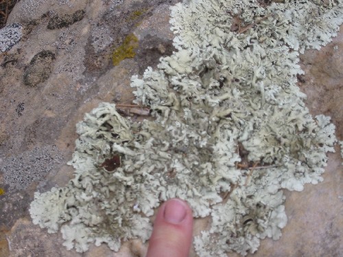 Xanthoparmelia caperata, rock shield lichen