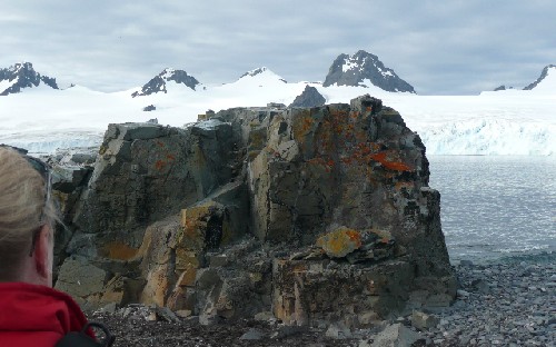 Lichens on rock, Antartica