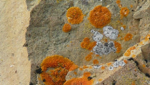 Lichens on rock, Antartica