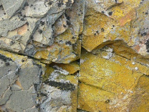 Lichens on rock, Antartica