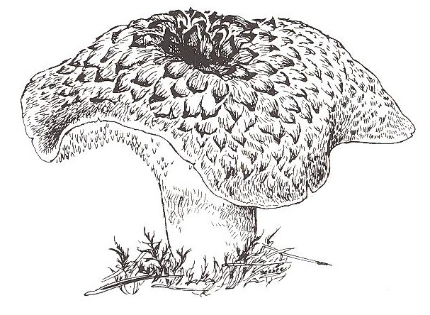 Sarcodon imbricatum mushroom