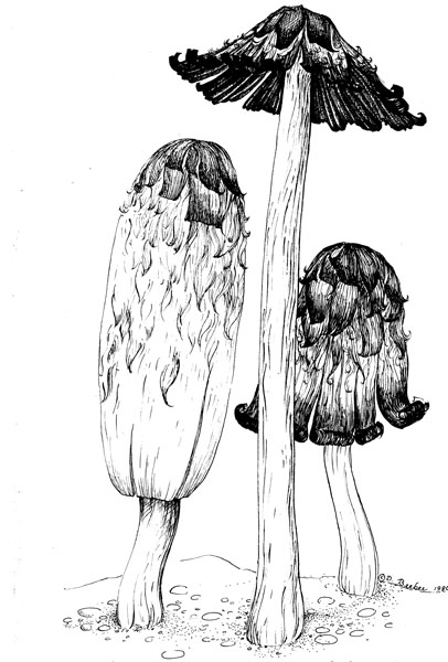 Shaggy Mane Mushroom