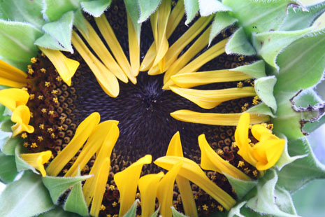 Hopi Sunflower