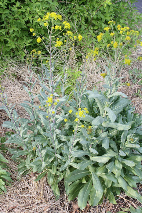 Flowering Woad