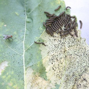 Sunflower invaded by caterpillars