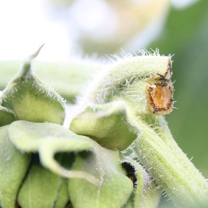 Sunflower eaten by insects