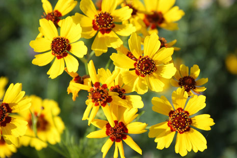 <i>Coreopsis tinctoria</i> flowers