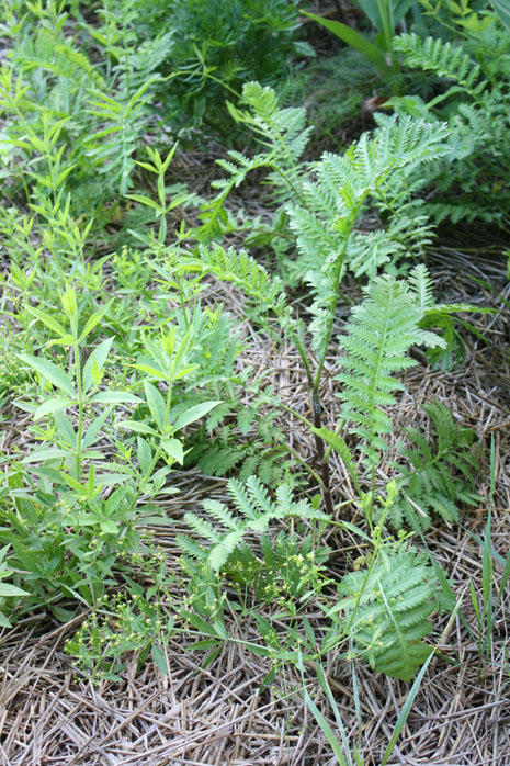 Tansy and flowering madder