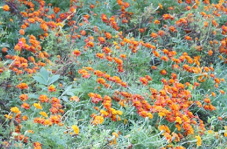 Garden bed of French marigolds