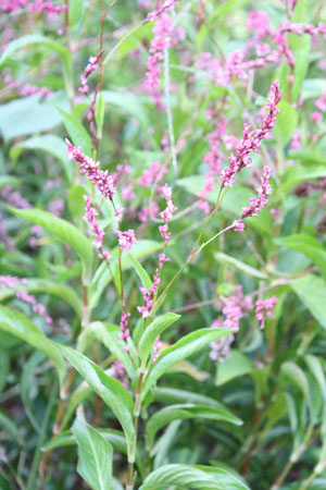 Japanese Indigo flowers