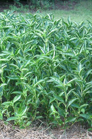 Mature Japanese Indigo plants