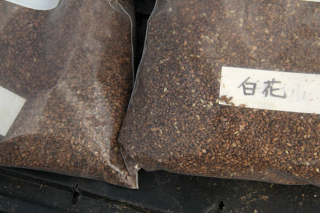 Two varieties of Japanese indigo seeds