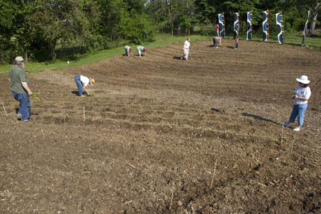 Transplanting indigo at Hilltop Garden