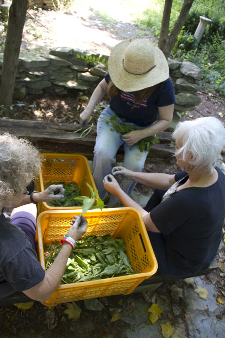 Stripping leaves from the stems in preparation for dyeing