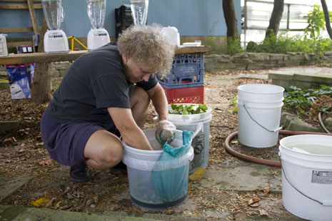 Dyeing with fresh indigo leaves on silk to produce a turquoise color