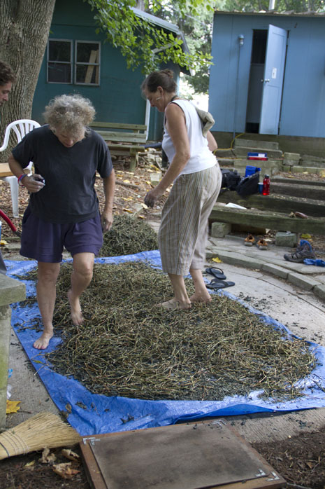 Stomping the dried plants