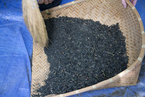 The dried indigo leaves ready to be bagged for storage