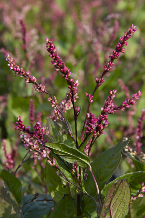 The indigo is left to flower