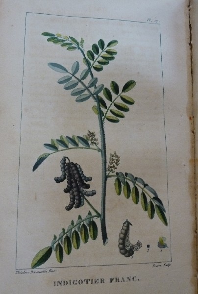 Botanical illustration of Indigo