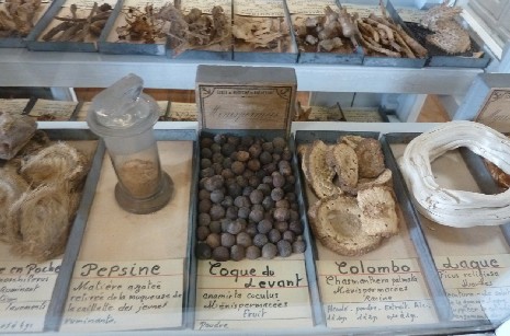 Trays of botanical specimens