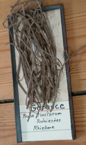 Sample of madder root