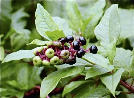 Pokeweed