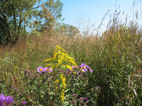 Prairie remnant near Chicago