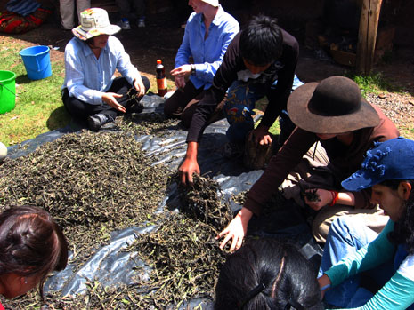 Using a combination of scissors and chopping with a machete on a block of wood to cut down the kinsa q'uchu