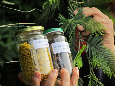 Wattle (<i>Acacia</i>) tree and jars with flowers and fruits