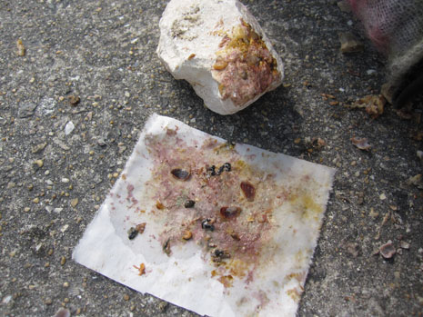 Muricid molluscs being crushed for purple dye