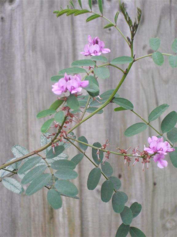 Indigofera australis