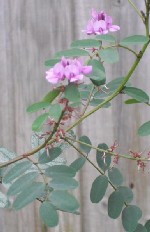 Indigofera australis