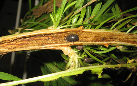 Pillbugs in the weld