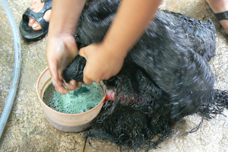 The indigo mixture is squeezed through a mesh fabric