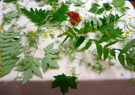 Native plants laid out on pre-felt before bundling:  Sumac, Monarda, Coreopsis