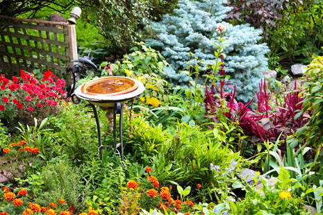 A corner in the author's June garden