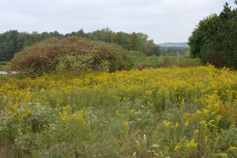 Goldenrod (<i>Solidago Canadensis</i>) and Sumac (<i>Rhus typhina</i>) in September