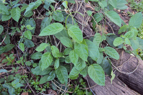 A good growth sibu (Marsdenia tinctoria R. Br.) from Mynser village