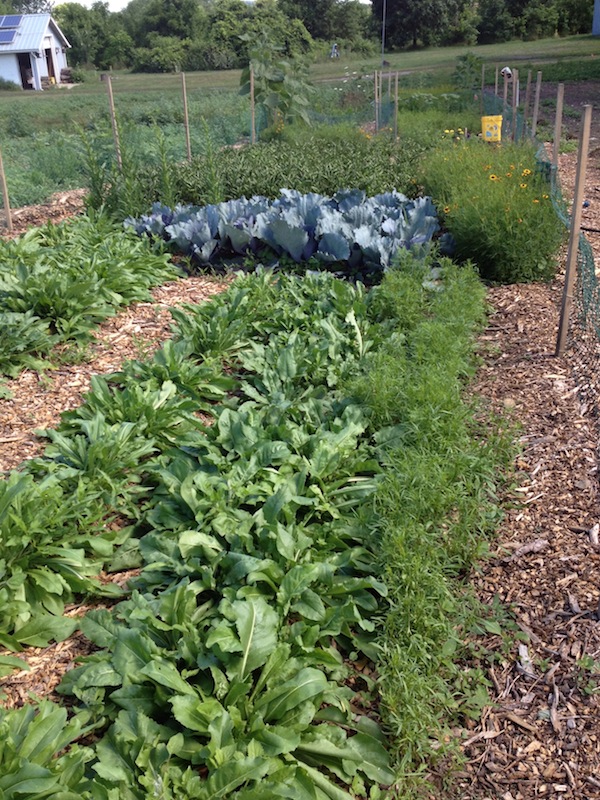 Plants growing in the dye garden